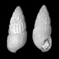 Parthenina dentata 